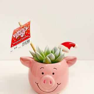 M&S玛莎新晋网红猪🐷Percy pig...