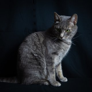 Cookie猫🐱的捕食者暗夜写真系列...