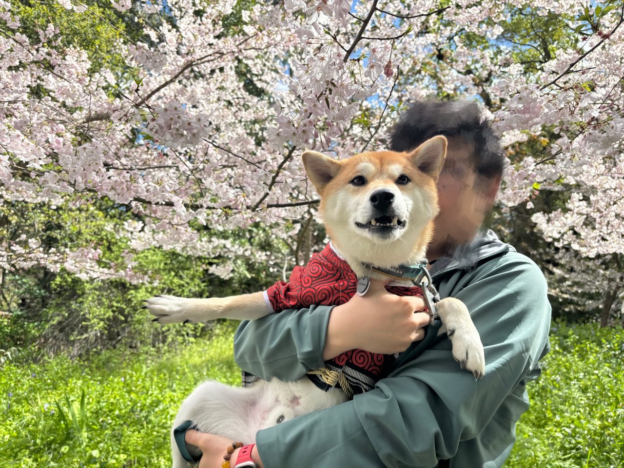 周末带狗狗去看看樱花吧...