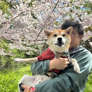 周末带狗狗去看看樱花吧...