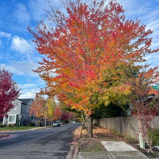 户外吸氧，每日小区周边散步拍的秋景🍁...