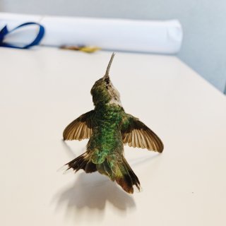 美丽的蜂鸟 Hummingbird ...