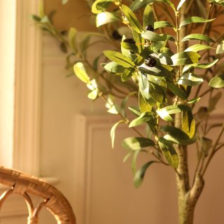 ‼️终于等到5ft.超值$29装饰橄榄树...