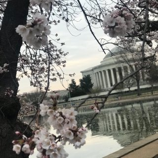 DC樱花季