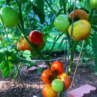 VA我家小菜园❤️8🈷️西红柿🍅大丰收啦...