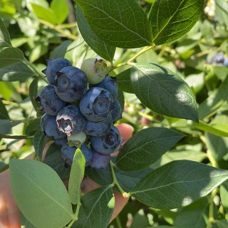 又是一年一度摘蓝莓🫐的季节啦🥰...