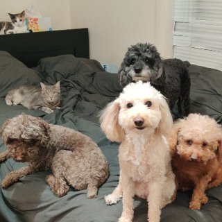 家有五猫四狗❤你更爱猫😸还是爱狗🐶？...