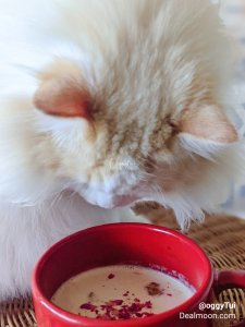 姜汁椰奶的滋味，猫🐱跟我都想了解