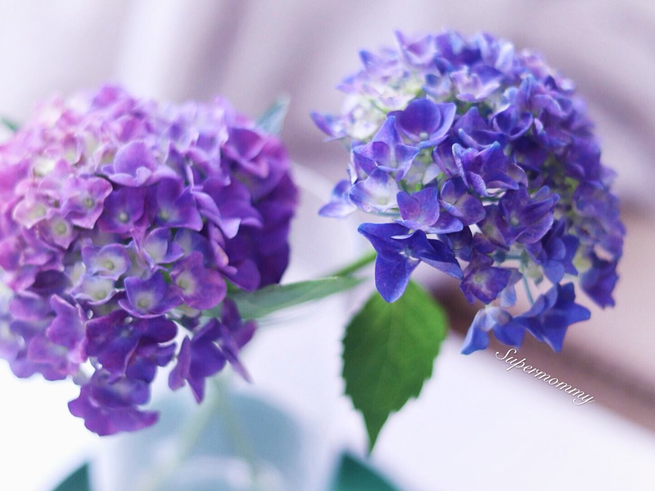 花❁ 💕改变绣球花颜色用这肥💕 | 社区家居厨卫精选