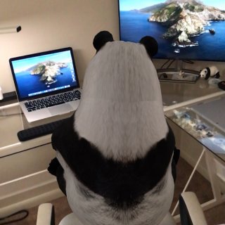 认真工作中的大熊猫...