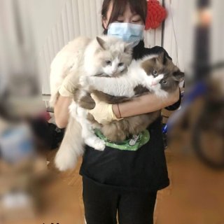 【黑五3.5】可爱美丽的天仙布偶猫...