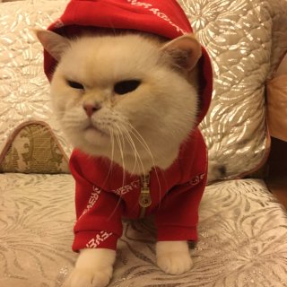 猫咪卫衣DIY