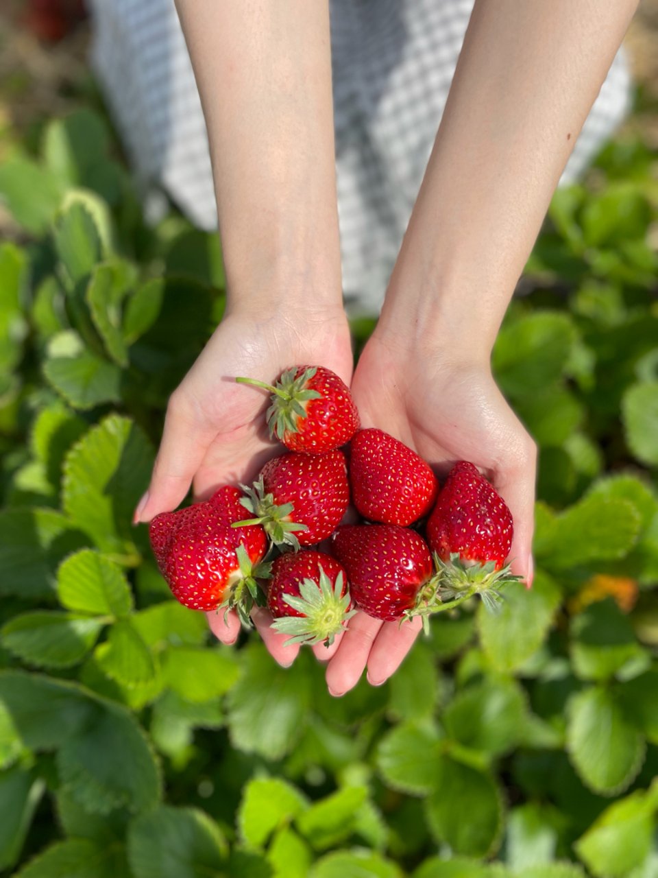 春天来了，去摘草莓吧！...