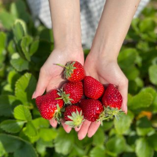 春天来了，去摘草莓吧！...