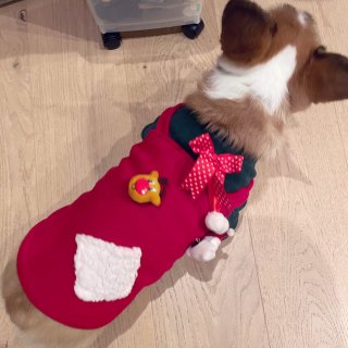 圣诞衣帽穿起来，狗狗也要美美的过圣诞...