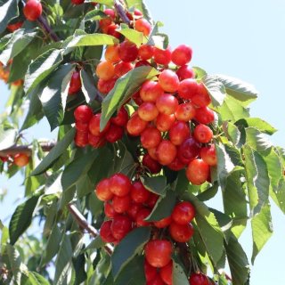 灣區夏天採櫻桃農場推薦，新鮮大顆的紅白櫻...