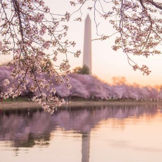 华盛顿特区DC·资讯｜2022国家樱花节...