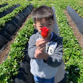 和儿子一起在草莓季节摘草莓！#3...