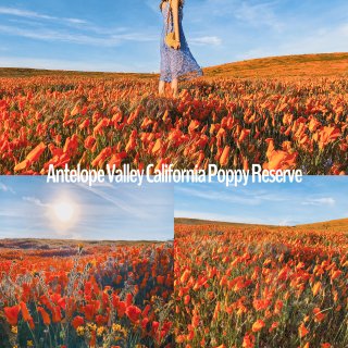 Antelope Valley Poppy Reserve Park
