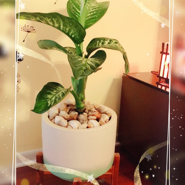 🌳盆栽🌳<br /> <br />...