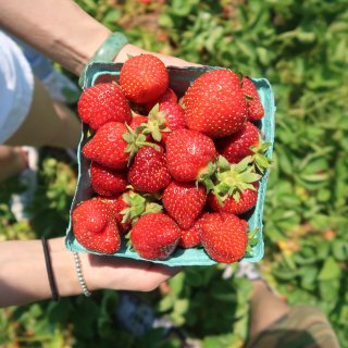 草莓季来了，农场摘的比超市买的好吃多了...