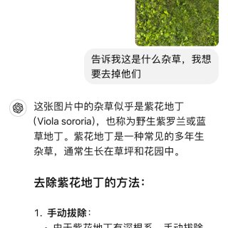 ChatGPT 4o版本免费🆓开放啦｜大...
