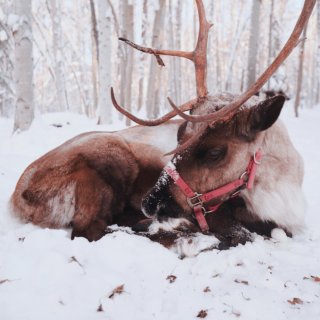 🦌🎅🎄冬天，来阿拉斯加看雪❄️和驯鹿吧！...