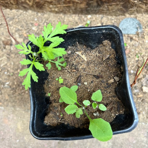 晒货图片