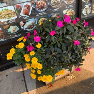 2.25gal Rene Michelle Azalea Plant With Pink Blooms - National Plant Network : Target