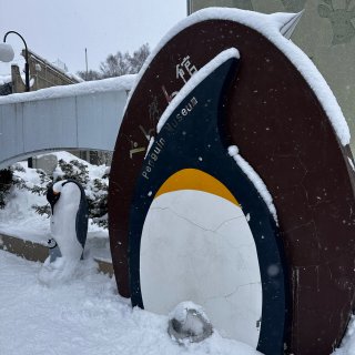 看企鹅和北极熊🐻‍❄️啦！Get雪地照片...
