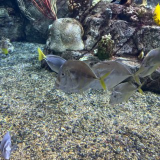 LAX aquarium 
