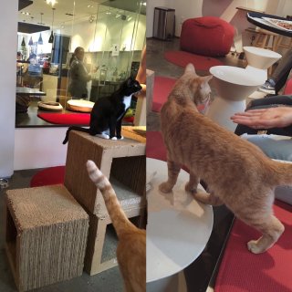 🐈在猫咪咖啡厅撸猫是什么体验～超可爱！...