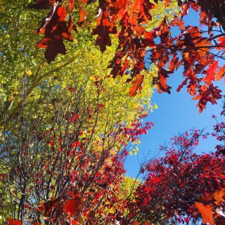 大熊湖赏秋色，享受阳光和落叶碰撞的声音...