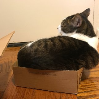 盒子里会长猫
