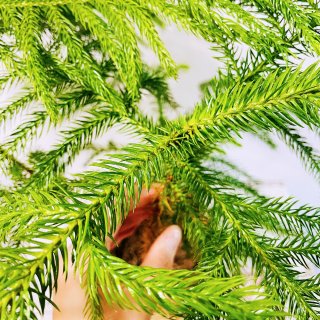异叶南洋杉🌲室内盆栽树木🎄假装圣诞树...