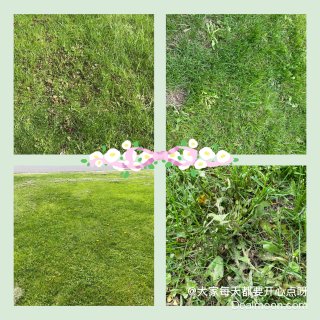 🥳家门口的花开了加草坪养护...
