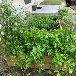 后院的小菜园
