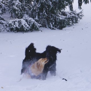 -20度出门给狗狗拍的雪地照片🌲...