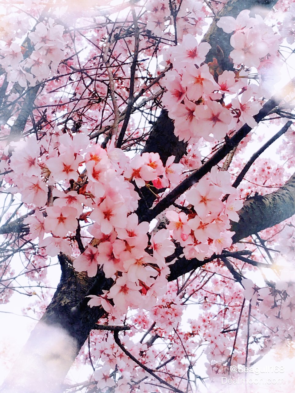 樱花🌸绽放，春意盎然💕...