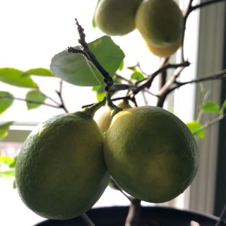 兩年前買的梅爾檸檬樹！...