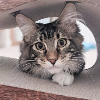 一只猫需要多少个猫抓板? 会看眼色的猫说...