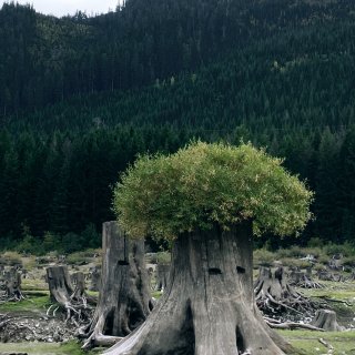 西雅图周边｜“魔法森林”长头发的树墩🌲...