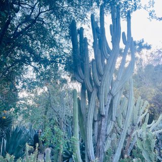 棕榈泉之行2⃣️ 可爱有趣的沙漠植物园...