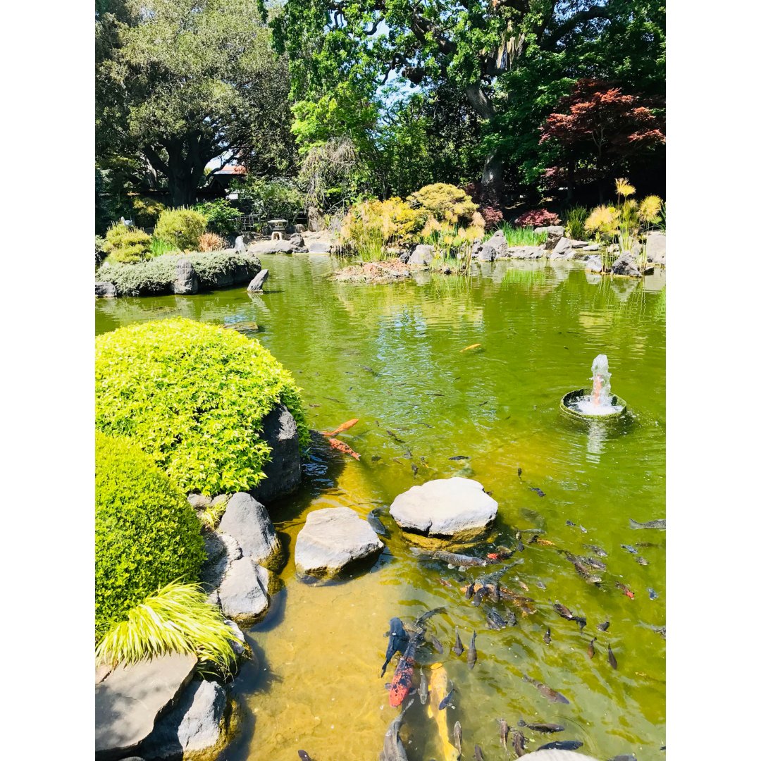 central park的日本小花园藏着...