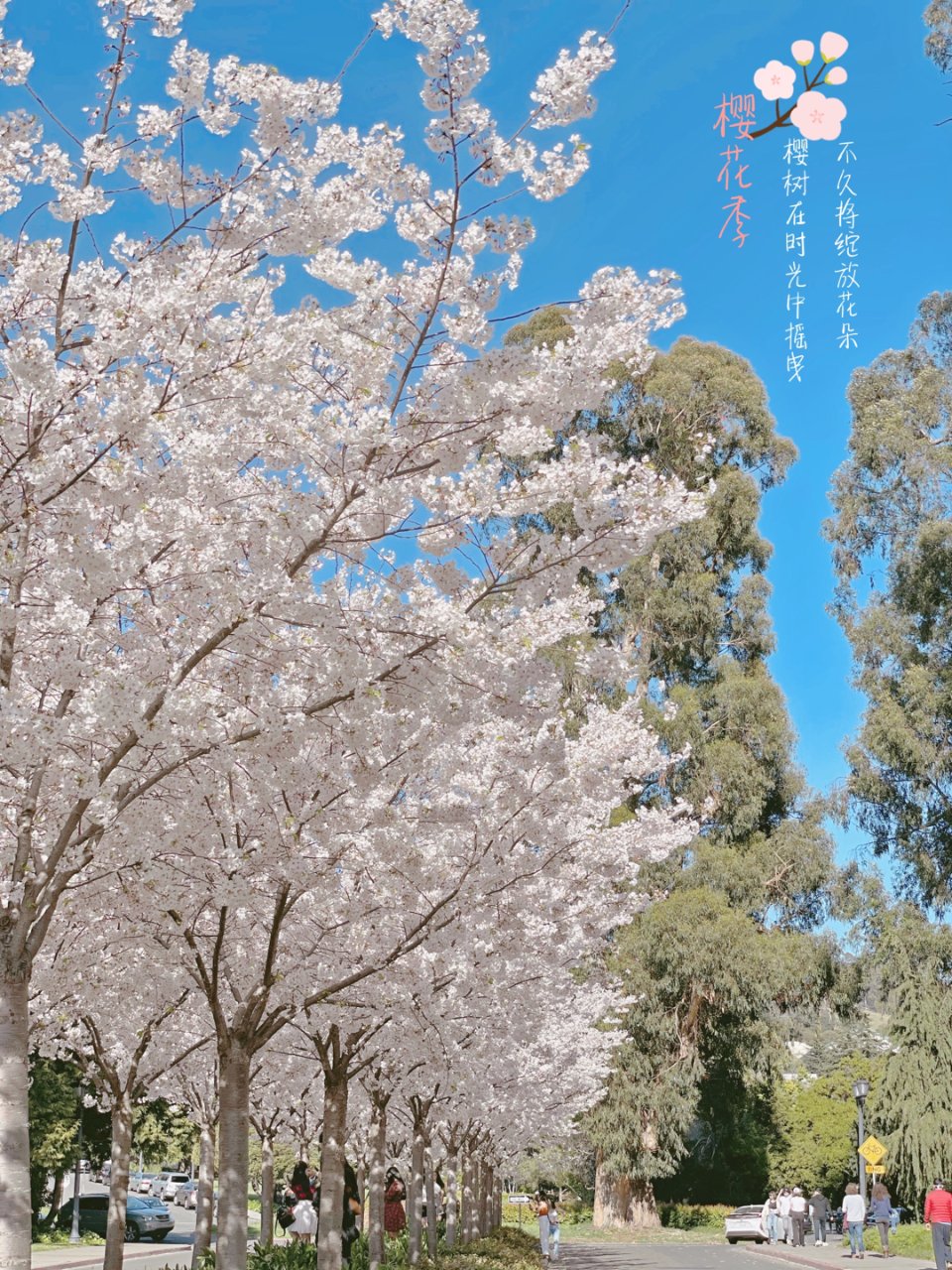 意外小惊喜｜湾区偶遇一大片樱花树...
