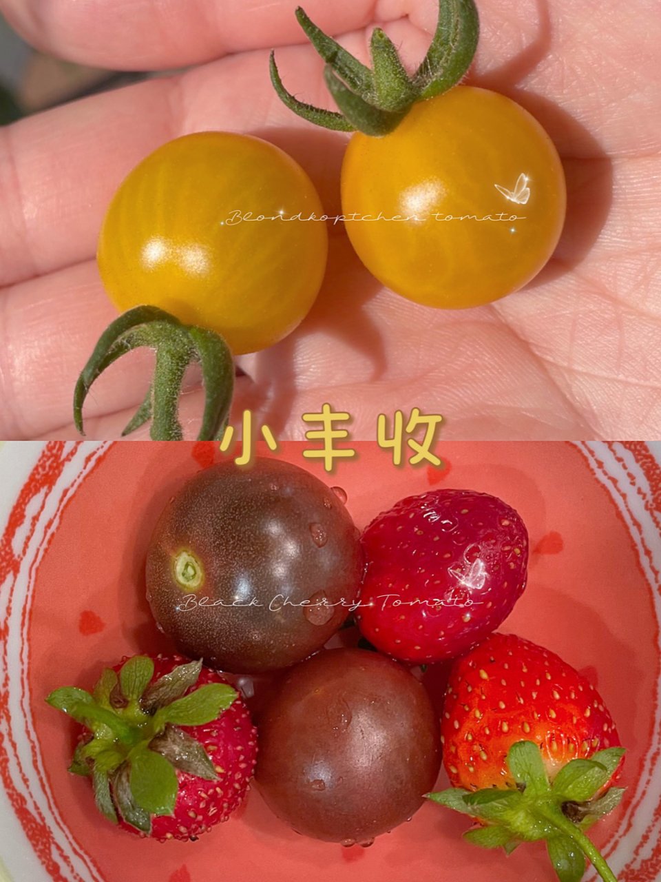 阳台种菜｜小黑和金发女郎两种樱桃番茄🍅...