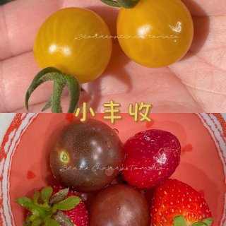 阳台种菜｜小黑和金发女郎两种樱桃番茄🍅...