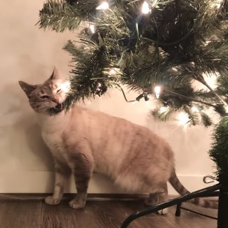 跟圣诞树壁炉最配的是小猫咪...
