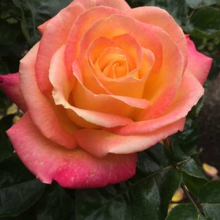 金门公园之玫瑰花园🌹...