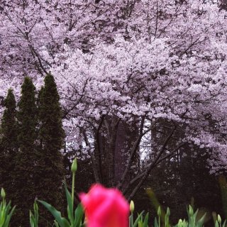 杜克花园🌸樱花peak啦！+其它花花实况...